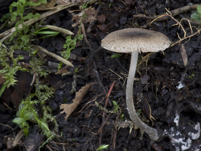 Pluteus exiguus